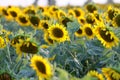 View over a sunflower field during an amazing colourful summer sunset light.