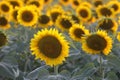 View over a sunflower field during an amazing colourful summer sunset light.