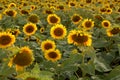 View over a sunflower field during an amazing colourful summer sunset light.