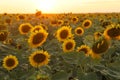 View over a sunflower field during an amazing colourful summer sunset light.