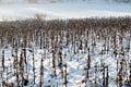 View over a a sunflower field in winter Royalty Free Stock Photo