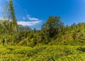 A view over tea bushes towards the slopes of the tea plantation in Sri Lanka, Asia Royalty Free Stock Photo