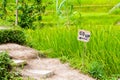 View over Tegallalang rice terraces near Ubud, Bali, Indonesia Royalty Free Stock Photo