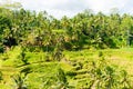 View over Tegallalang rice terraces near Ubud, Bali, Indonesia Royalty Free Stock Photo