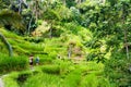 View over Tegallalang rice terraces near Ubud, Bali, Indonesia Royalty Free Stock Photo