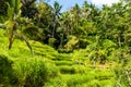 View over Tegallalang rice terraces near Ubud, Bali, Indonesia Royalty Free Stock Photo