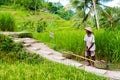 View over Tegallalang rice terraces near Ubud, Bali, Indonesia Royalty Free Stock Photo