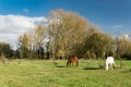 View over trees and meadows at the Belgian countryside with grazing horses Royalty Free Stock Photo