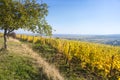 a view over a vineyard at Alsace France in autumn light Royalty Free Stock Photo