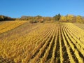 a view over a vineyard at Alsace France in autumn light Royalty Free Stock Photo