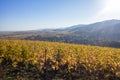 a view over a vineyard at Alsace France in autumn light Royalty Free Stock Photo