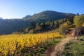 a view over a vineyard at Alsace France in autumn light Royalty Free Stock Photo