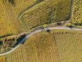 a view over a vineyard at Alsace France in autumn light Royalty Free Stock Photo