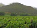 View over a vineyard towards the mountains on a rainy day Royalty Free Stock Photo