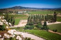 View over the vineyard, winery with white roses. Royalty Free Stock Photo