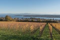 View over vineyards to Lake Constance and the Swiss Alps with the Saentis, Ueberlingen, Baden-Wuerttemberg, Germany Royalty Free Stock Photo