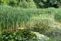 View over the wetlands with water leaves and reeds in a Brussels botanical park, Belgium Royalty Free Stock Photo
