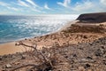 View over a wide beautiful bathing bay on the Canary Island Fuerteventura in the Atlantic Ocean with a dry wooden root in the