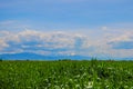 View over a young, green cornfield with a behind yellow blooming rape field. To this a blue sky with small white clouds. Royalty Free Stock Photo