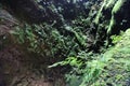 View of the overgrown lava channel of the Algar do Carvao, Terceira island, Azores Royalty Free Stock Photo