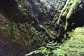 View of the overgrown lava channel of the Algar do Carvao, Terceira island, Azores Royalty Free Stock Photo
