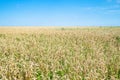 view of overgrown wheat field in summer