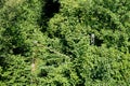 View of an overhead contact line over an overgrown railroad track