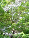 The view overlooks the branches and leaves of the trees.