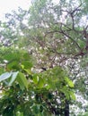 The view overlooks the branches and leaves of the trees.