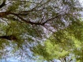 The view overlooks the branches and leaves of the trees.