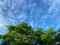 The view overlooks the branches and leaves of the trees.