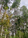 The view overlooks the branches and leaves of the trees.