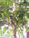 The view overlooks the branches and leaves of the trees.