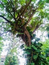 The view overlooks the branches and leaves of the trees.