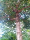 The view overlooks the branches and leaves of the trees.