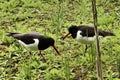 A view of an Oystercatcher