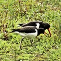 A view of an Oystercatcher