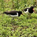 A view of an Oystercatcher