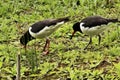 A view of an Oystercatcher