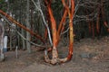 Pacific Madrone tree on San Juan Island Royalty Free Stock Photo