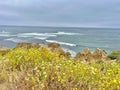 Golden Coastline: Pacific Surf and Wildflowers