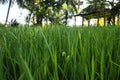 View of a paddy field full of greenish paddy plants.