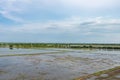 View of paddy field with soil preparation, planting rice.