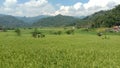 view of paddy fields, green mountains, rice, cool air, peace and quiet, Cikadu, West Bandung, West Java, Royalty Free Stock Photo