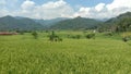 view of paddy fields, green mountains, rice, cool air, peace and quiet, Cikadu, West Bandung, West Java, Royalty Free Stock Photo