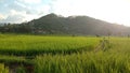 view of paddy fields, green mountains, rice, cool air, peace and quiet, Cikadu, West Bandung, West Java Royalty Free Stock Photo