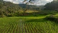 view of paddy fields, green mountains, rice, cool air, peace and quiet, Cikadu, West Bandung, West Java, Royalty Free Stock Photo
