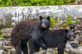 A view of a pair of  black bears getting friendly on the outskirts of Sitka, Alaska Royalty Free Stock Photo