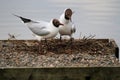 A view of a  pair of Black Headed Gulls Royalty Free Stock Photo