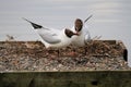 A view of a  pair of Black Headed Gulls Royalty Free Stock Photo